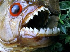From Frank Magallanes with S. rhombeus small and message, plesae do not release unwanted pet fish.