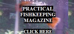 Practical Fish Keeping Magazine.
