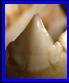 Serrated teeth, Serrasalmus rhombeus, black piranha
