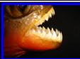 Common Red Piranha, Pygocentrus nattereri