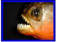 Common Red Piranha, Pygocentrus nattereri