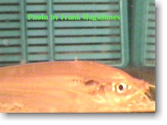 Though the photo doesn't show it to clearly, the teeth are arrowheaded and quite sharp too. (OPEFE&trade; Photo)