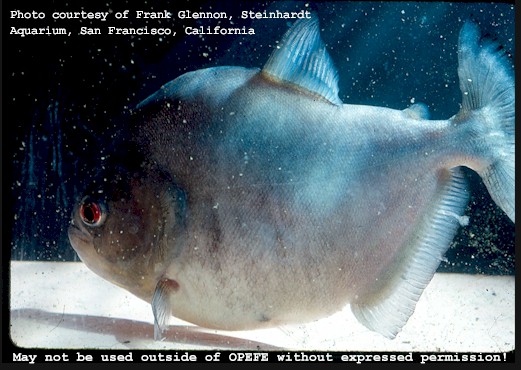 Photo courtesy of Frank Glennon, Steinhardt Aquarium SF. This specimen was alive for over 28 years at the Aquarium! It was a great memory for me to see it again.