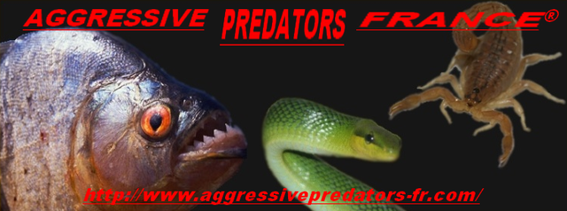 Aggressive Predators France