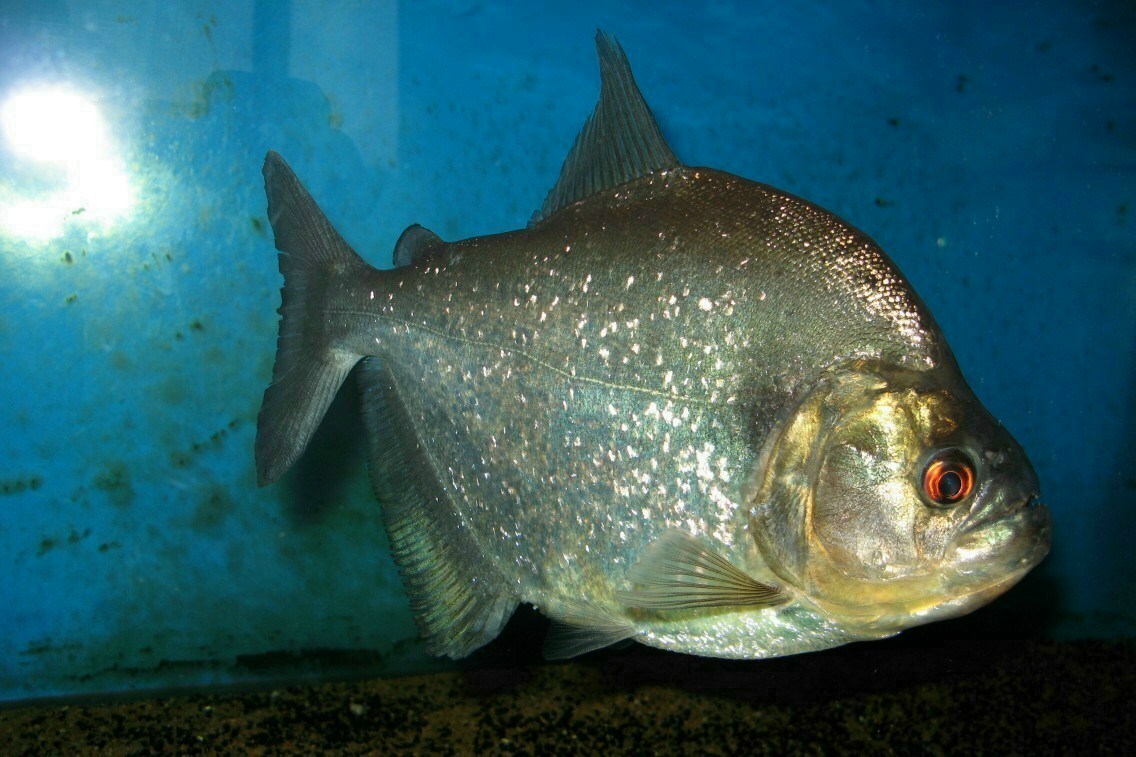 piranhas様専用 smcint.com