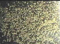 PIC13