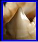 Serrated tooth, Serrasalmus rhombeus, black piranha