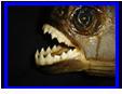 Serrasalmus rhombeus, black piranha