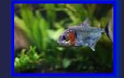 Photo property of TheGoliath, Milano city, Italy. piranhatribe.it. Permission granted OPEFE use.