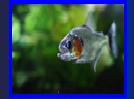Photo property of TheGoliath, Milano city, Italy. piranhatribe.it. Permission granted OPEFE use.