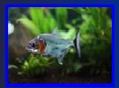 Photo property of TheGoliath, Milano city, Italy. piranhatribe.it. Permission granted OPEFE use.