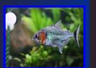 Photo property of TheGoliath, Milano city, Italy. piranhatribe.it. Permission granted OPEFE use.